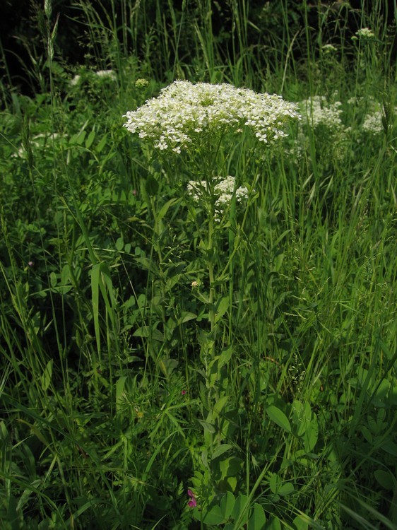 Lepidium draba